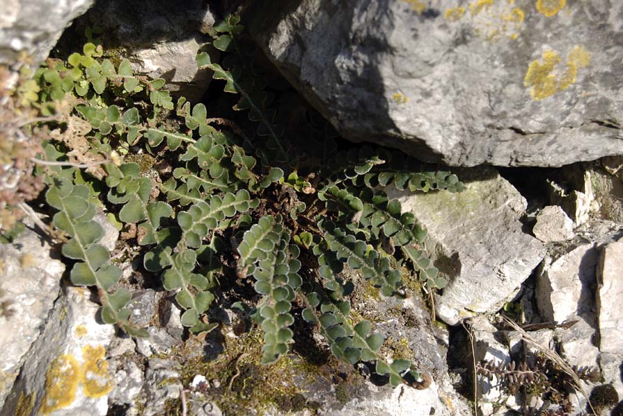 Asplenium ceterach / Cedracca comune